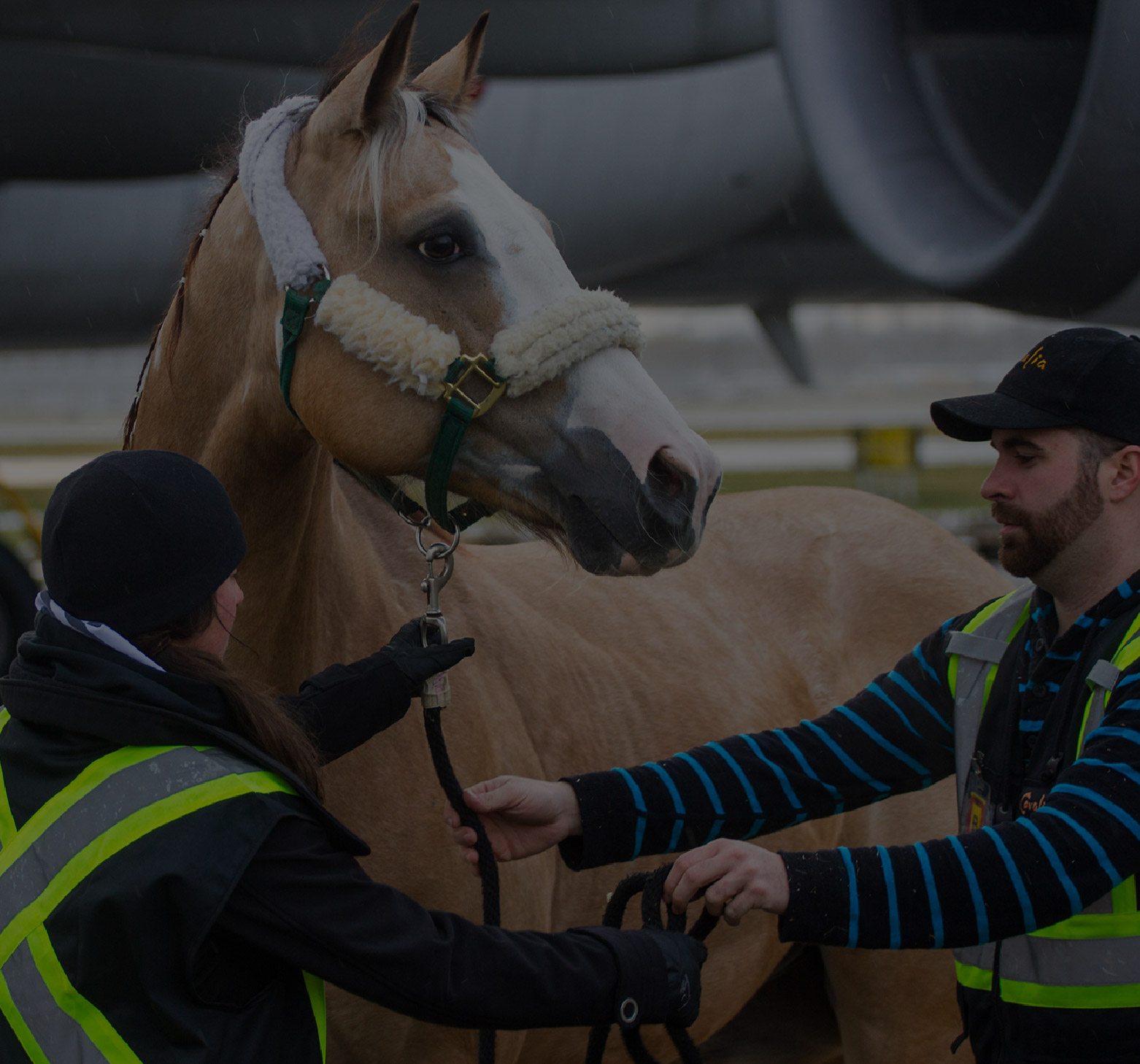 马匹、牲畜与保护动物