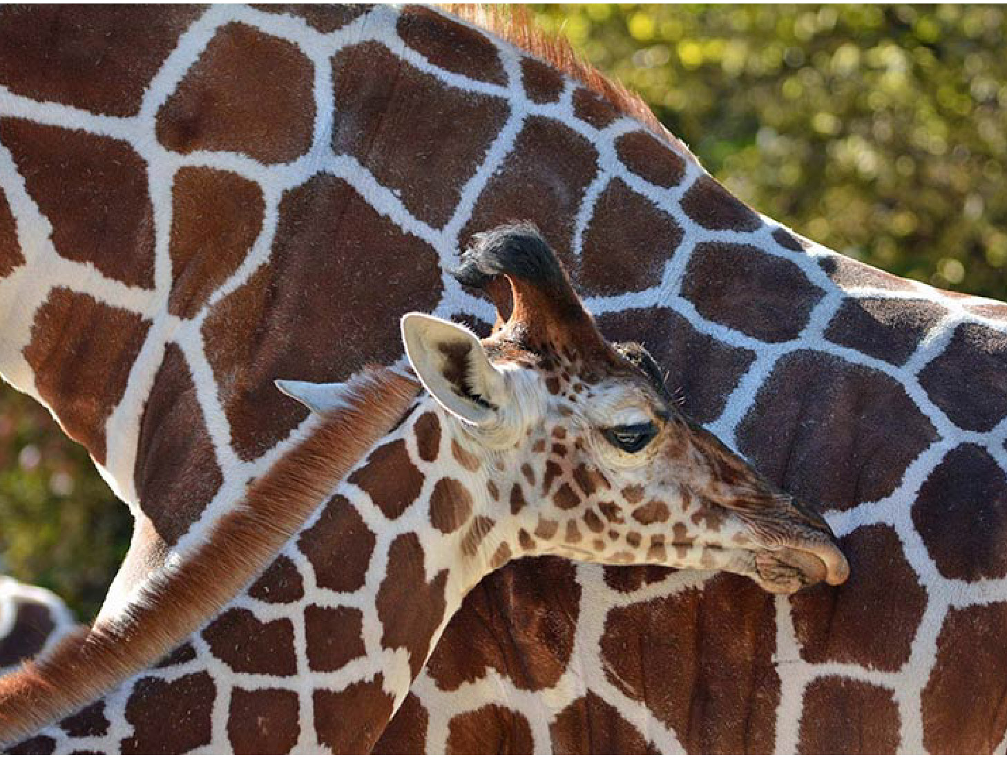 马匹、牲畜、保护动物空运专家