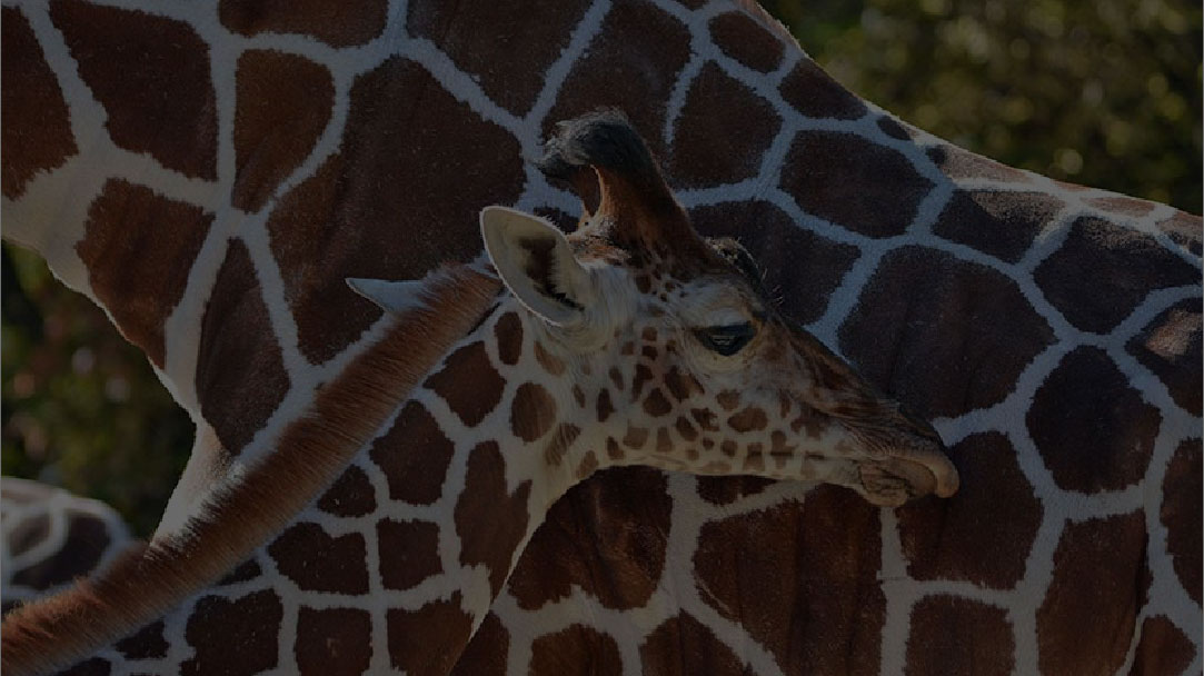 马匹、牲畜与保护动物