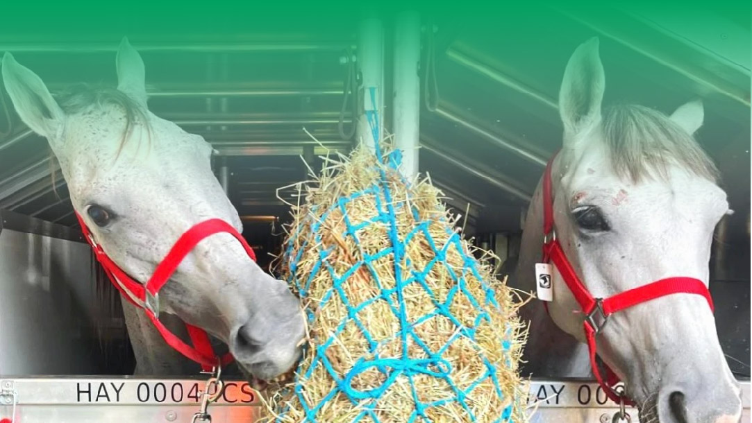 快马加鞭！查浦曼空运18匹赛马征战欧洲