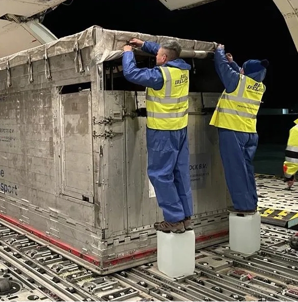 75匹纯种马跨国之旅:一次专业动物空运全记录