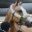 intardco animal cargo transportation